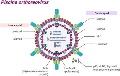 Sleeping With the Enemy? The Current Knowledge of Piscine Orthoreovirus (PRV) Immune Response Elicited to Counteract Infection